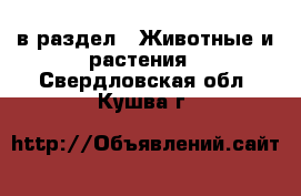  в раздел : Животные и растения . Свердловская обл.,Кушва г.